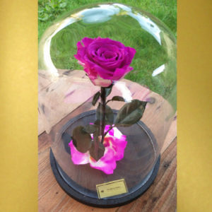 Pink-preserved-rose-under-the-glass